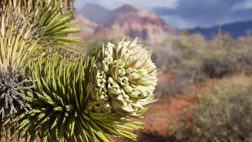 Flowering Joshua tree branch: ID 135656523 | Yucca Brevifolia © Pancaketom | Dreamstime.com