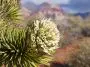 Flowering Joshua tree branch: ID 135656523 | Yucca Brevifolia © Pancaketom | Dreamstime.com