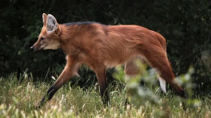 Maned Wolf: ID 56357546 | Animals © Wrangel | Dreamstime.com