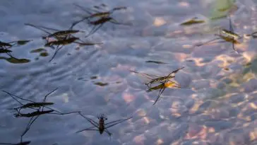 Water striders: ID 125892293 © Bjornforenius | Dreamstime.com