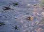 Water striders: ID 125892293 © Bjornforenius | Dreamstime.com
