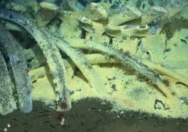 Gray whale fall, Santa Cruz Basin, 1998, photo credit: Craig Smith NOAA