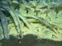 Gray whale fall, Santa Cruz Basin, 1998, photo credit: Craig Smith NOAA