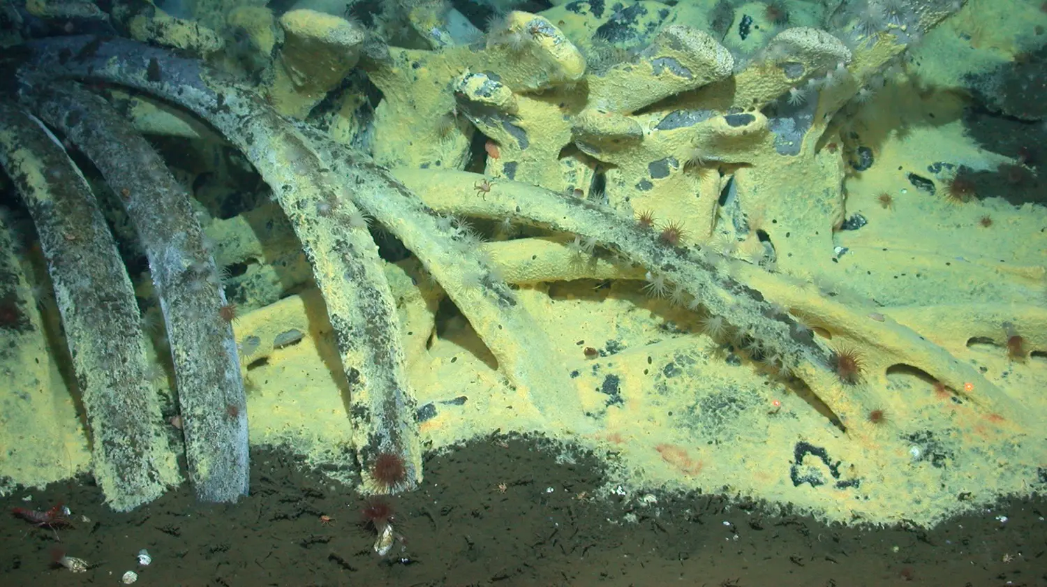 Gray whale fall, Santa Cruz Basin, 1998, photo credit: Craig Smith NOAA