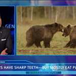Bear Teeth video still