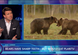 Bear Teeth video still