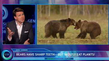 Bear Teeth video still
