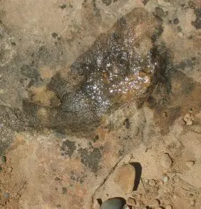 Vertical image of a footprint, photo credit: Greg Morgan