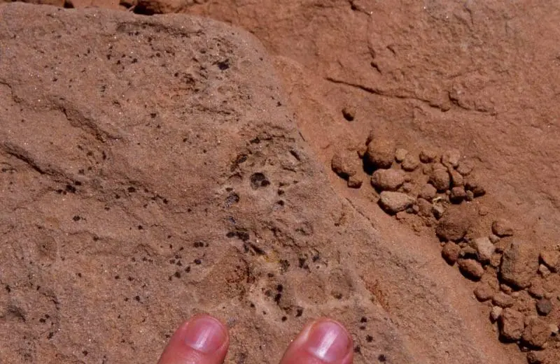 Small print with fingertips for scale, photo credit: Greg Morgan