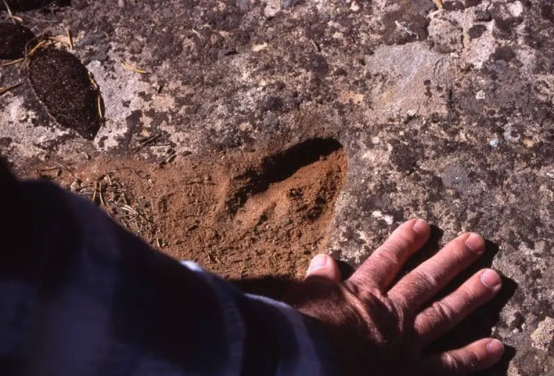 Fossilized sheep print, photo credit: Greg Morgan