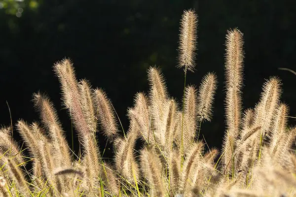 Backlit grass heads, photo credit: Pat Mingarelli