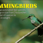 Hummingbirds AP video still