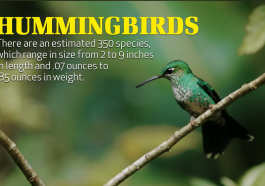 Hummingbirds AP video still