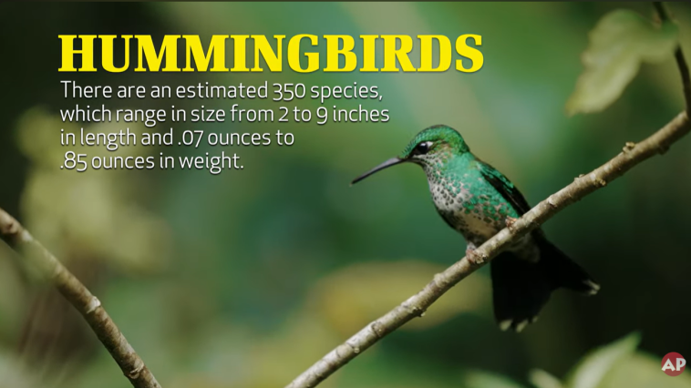 Hummingbirds AP video still