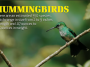 Hummingbirds AP video still