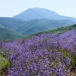 Lavender plants on a mountain side: ID 2614096 | Field Flowers © Irochka | Dreamstime.com
