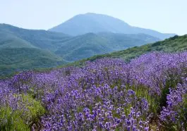 Lavender plants on a mountain side: ID 2614096 | Field Flowers © Irochka | Dreamstime.com