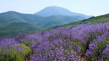 Lavender plants on a mountain side: ID 2614096 | Field Flowers © Irochka | Dreamstime.com