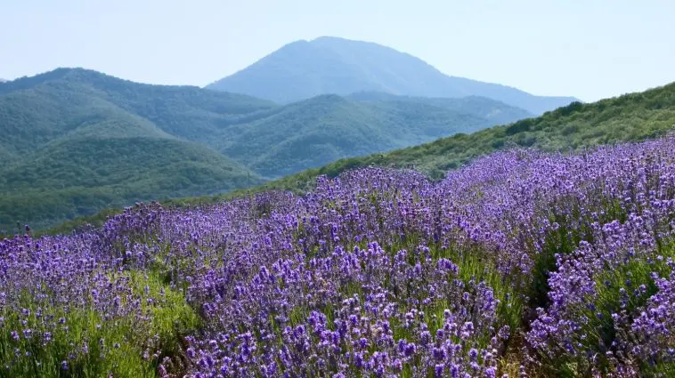 Lavender plants on a mountain side: ID 2614096 | Field Flowers © Irochka | Dreamstime.com