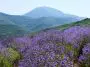 Lavender plants on a mountain side: ID 2614096 | Field Flowers © Irochka | Dreamstime.com