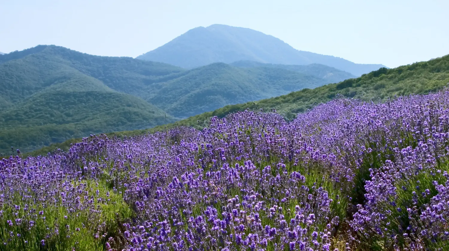 Lavender plants on a mountain side: ID 2614096 | Field Flowers © Irochka | Dreamstime.com