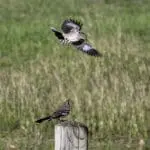 Mockingbirds: ID 295993876 © David Pillow | Dreamstime.com
