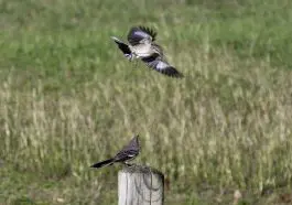Mockingbirds: ID 295993876 © David Pillow | Dreamstime.com