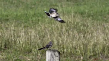 Mockingbirds: ID 295993876 © David Pillow | Dreamstime.com