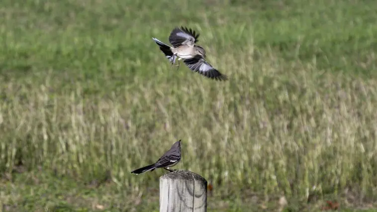 Mockingbirds: ID 295993876 © David Pillow | Dreamstime.com