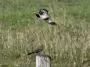 Mockingbirds: ID 295993876 © David Pillow | Dreamstime.com