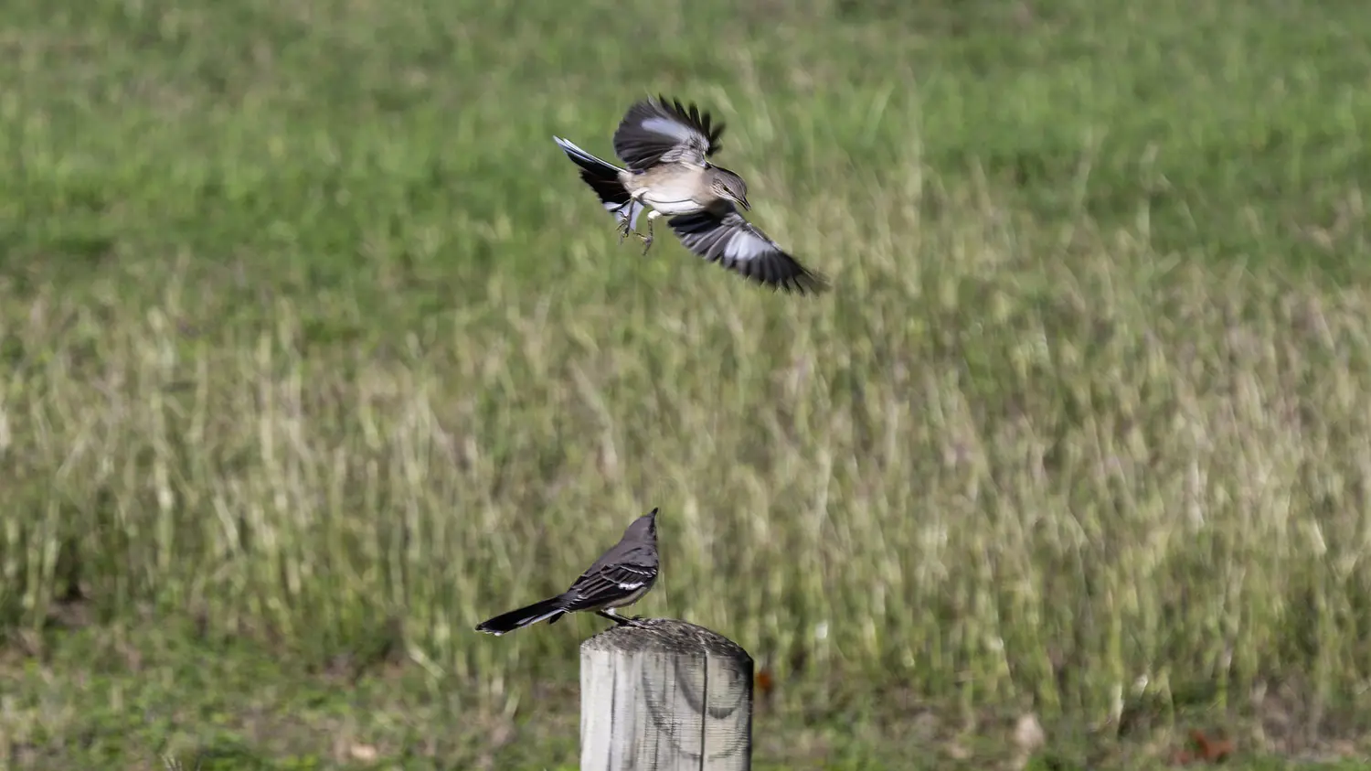 Mockingbirds: ID 295993876 © David Pillow | Dreamstime.com