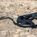 Black western whip snake, Hierophis viridiflavus, basking in the sun on a rocky cliff in Malta: ID 196568719 © Wirestock | Dreamstime.com