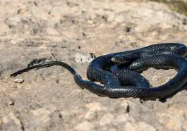 Black western whip snake, Hierophis viridiflavus, basking in the sun on a rocky cliff in Malta: ID 196568719 © Wirestock | Dreamstime.com
