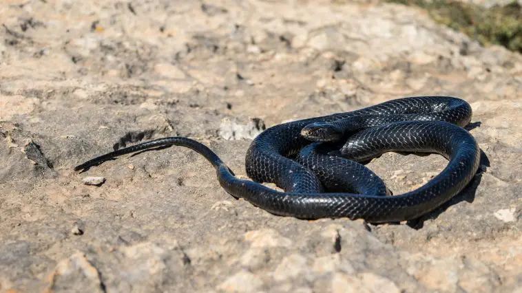 Black western whip snake, Hierophis viridiflavus, basking in the sun on a rocky cliff in Malta: ID 196568719 © Wirestock | Dreamstime.com