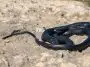 Black western whip snake, Hierophis viridiflavus, basking in the sun on a rocky cliff in Malta: ID 196568719 © Wirestock | Dreamstime.com