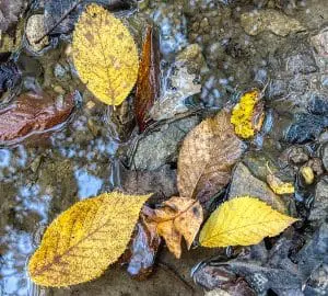 Leaves in a stony puddle, photo credit: Pat Mingarelli