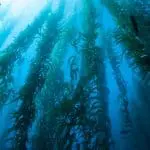 Great Kelp Forest: ID 101711428 | California © Ethan Daniels | Dreamstime.com