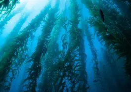 Great Kelp Forest: ID 101711428 | California © Ethan Daniels | Dreamstime.com