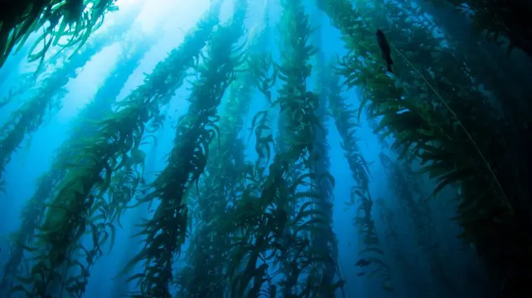 Great Kelp Forest: ID 101711428 | California © Ethan Daniels | Dreamstime.com