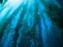 Great Kelp Forest: ID 101711428 | California © Ethan Daniels | Dreamstime.com