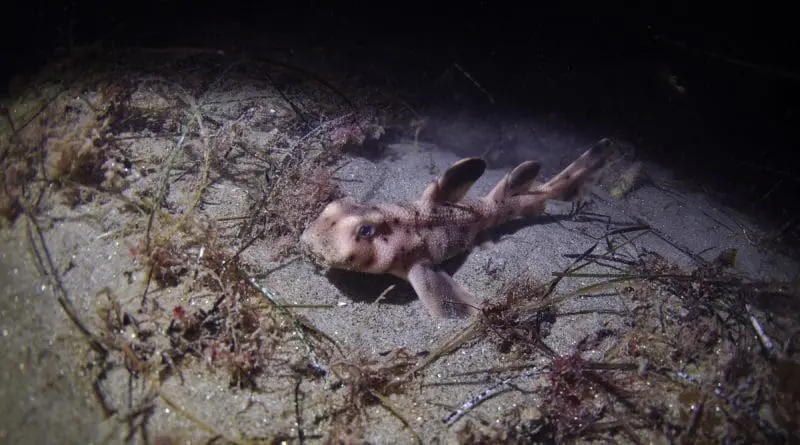 Horn Shark on a sandy bottom: ID 113833539 | California Horn Shark © Gregory A Amptman | Dreamstime.com