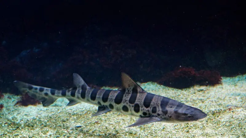 Leopard Shark: ID 121943606 | California Shark © Ondrej Prosicky | Dreamstime.com