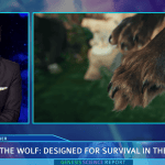 Wolves and Dogs video still