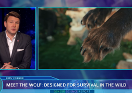 Wolves and Dogs video still