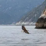 Bald Eagle in flight over the fjord Skagway, AK: ID 249536652 © Klodien | Dreamstime.com