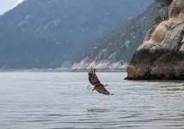 Bald Eagle in flight over the fjord Skagway, AK: ID 249536652 © Klodien | Dreamstime.com