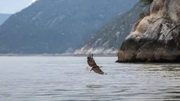 Bald Eagle in flight over the fjord Skagway, AK: ID 249536652 © Klodien | Dreamstime.com