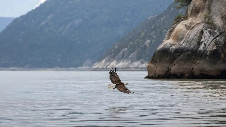 Bald Eagle in flight over the fjord Skagway, AK: ID 249536652 © Klodien | Dreamstime.com