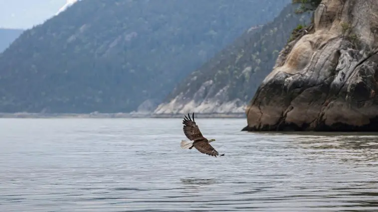 Bald Eagle in flight over the fjord Skagway, AK: ID 249536652 © Klodien | Dreamstime.com