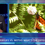 Butterflies vs. Moths DRM video still
